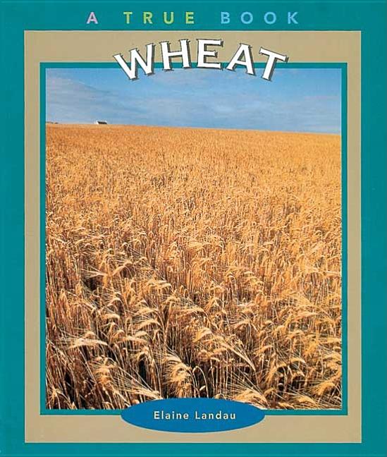 Wheat